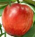 Nectarine, Madame Blanchette - Fan Trained FOR COLLECTION OR SPECIAL DELIVERY